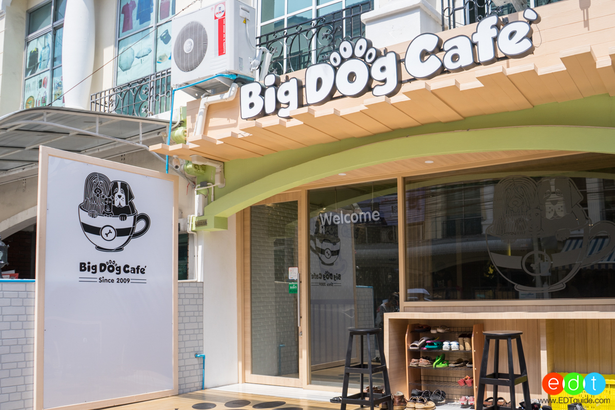 คาเฟ่หมาใหญ่ใจดี Big Dog Cafe รวมสุนัขสายพันธุ์ที่แปลกและใหญ่ที่สุดแห่งแรกในประเทศไทย