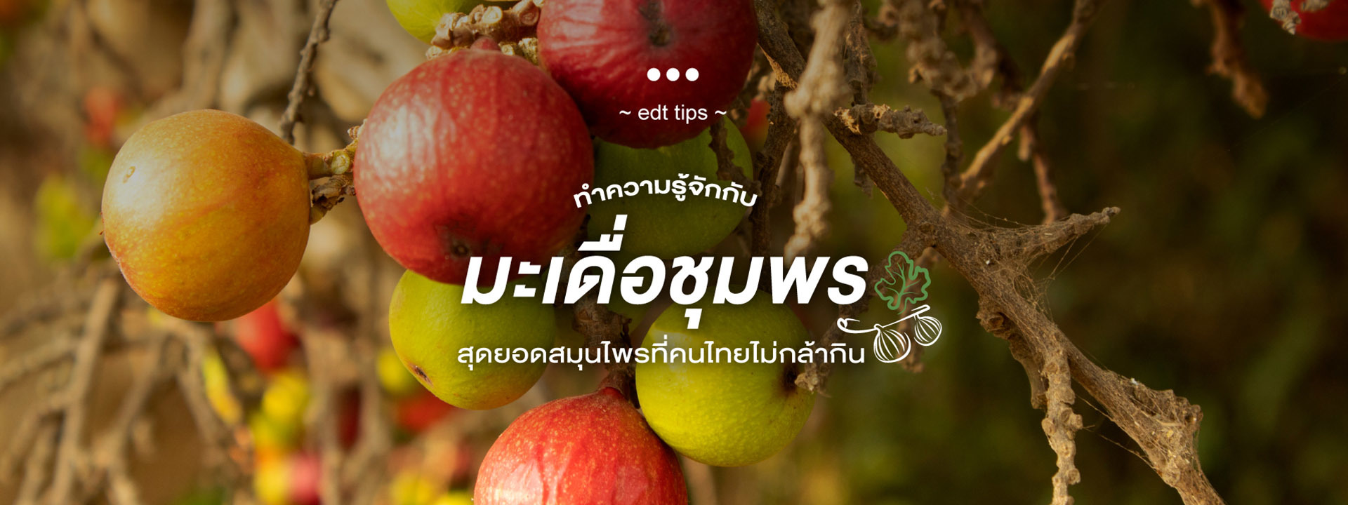 มาทำความรู้จักกับ “มะเดื่อชุมพร” สุดยอดสมุนไพรที่คนไทยไม่กล้ากิน