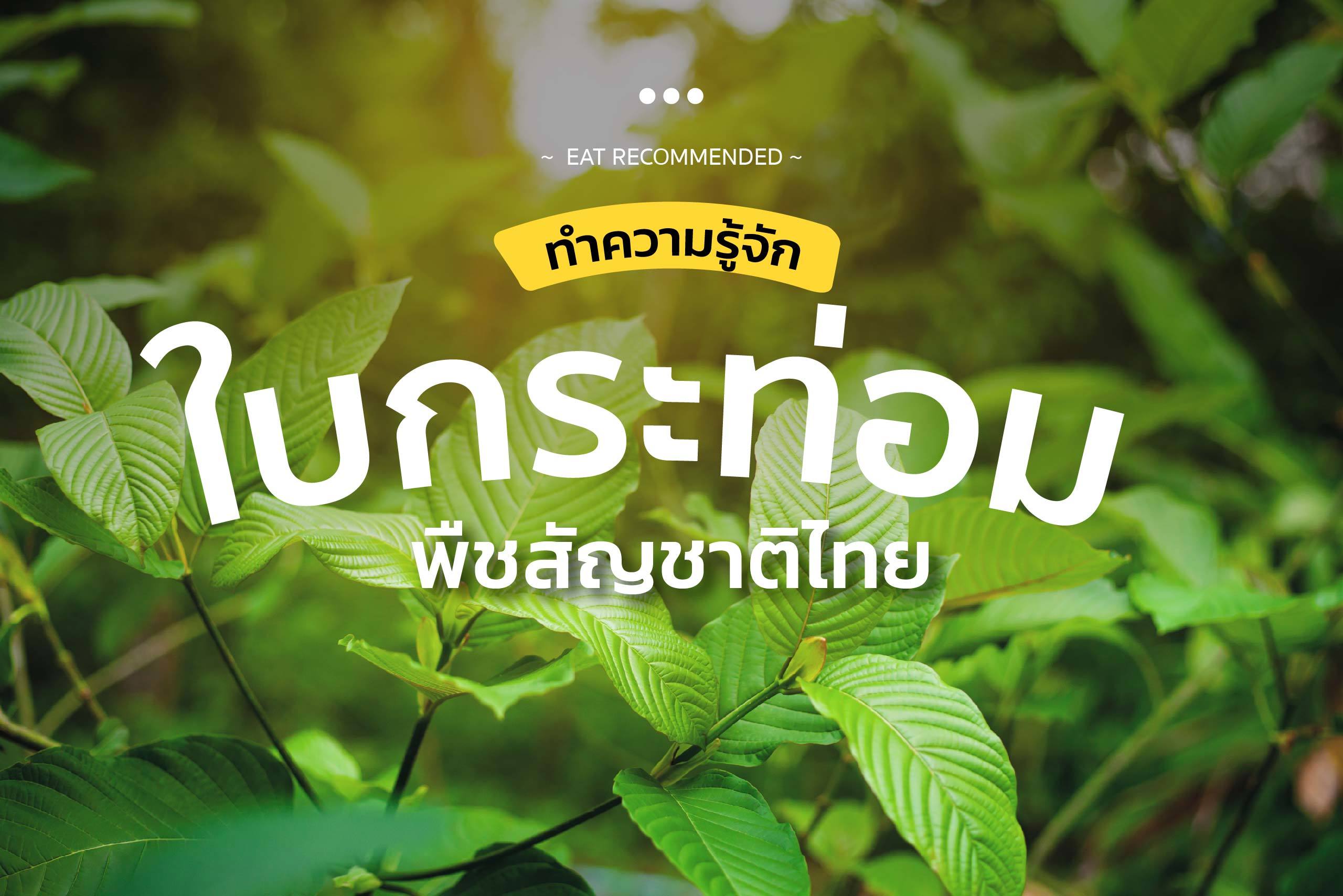 ทำความรู้จัก "ใบกระท่อม" พืชสัญชาติไทย
