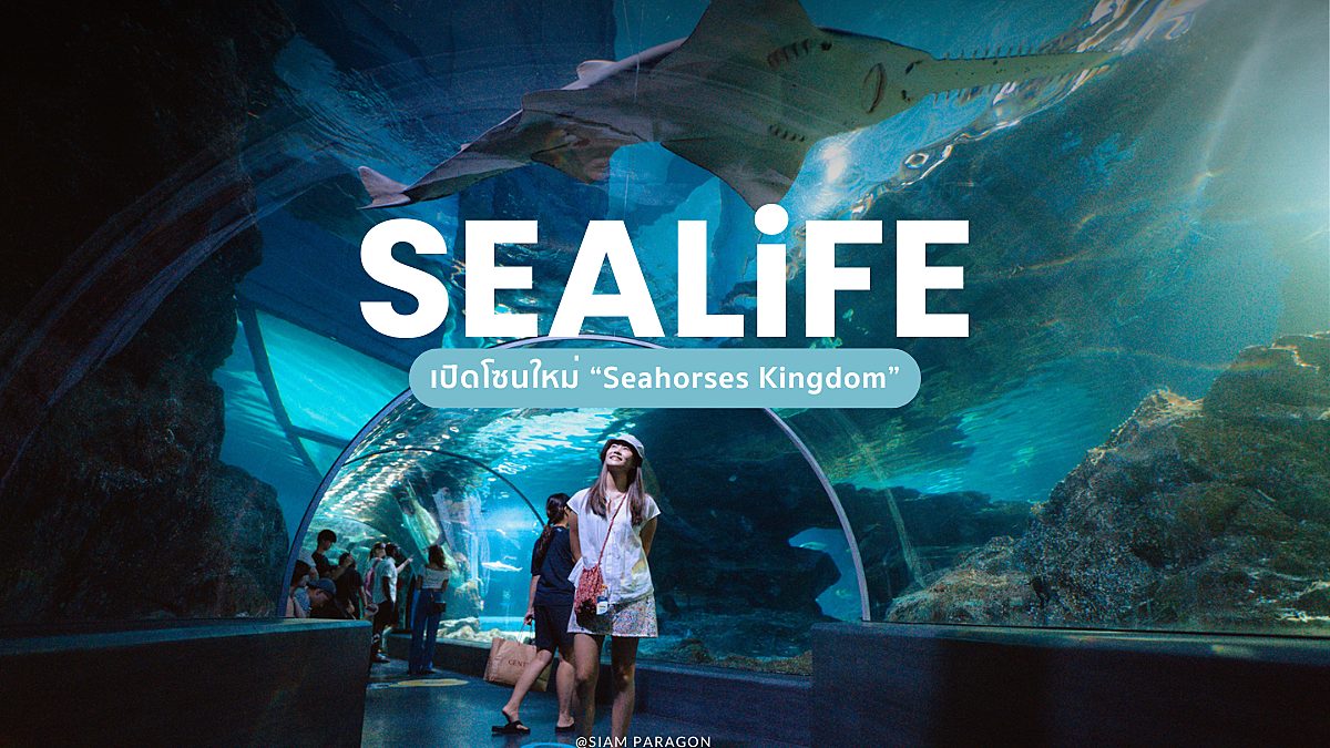 SEA LIFE Bangkok เปิดโซนใหม่ ‘Seahorses Kingdom’