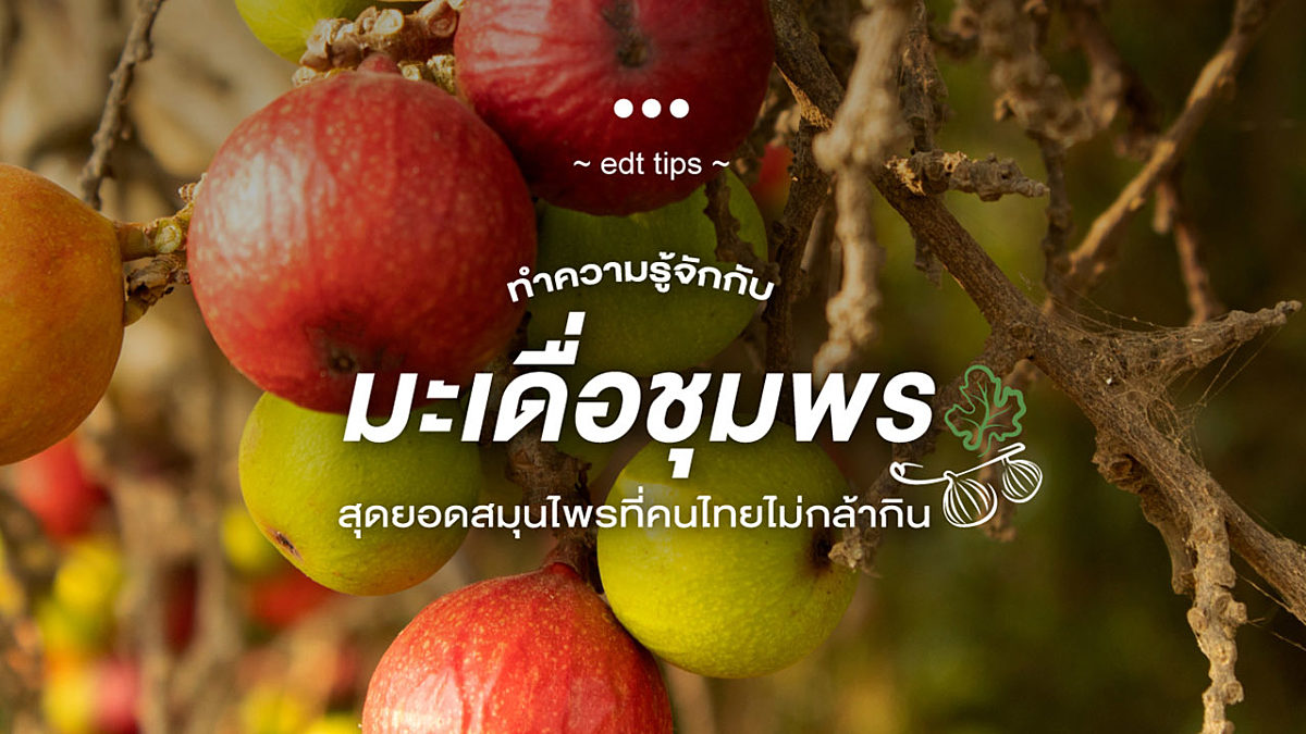 มาทำความรู้จักกับ “มะเดื่อชุมพร” สุดยอดสมุนไพรที่คนไทยไม่กล้ากิน