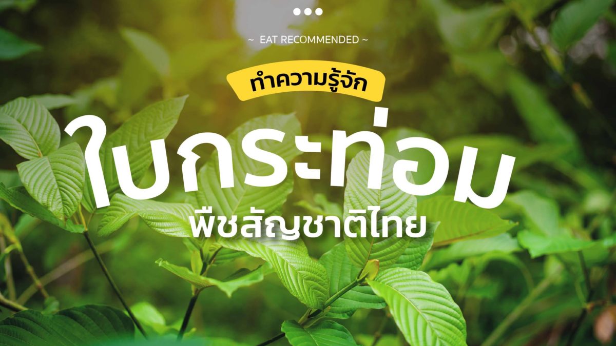 ทำความรู้จัก "ใบกระท่อม" พืชสัญชาติไทย